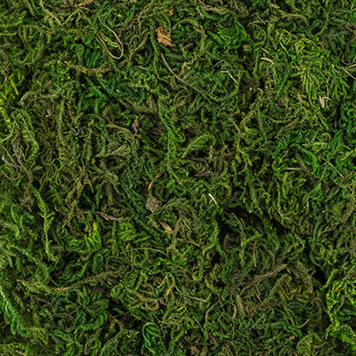 Мох натуральный зеленый 50гр Blumbentag BDN-50														